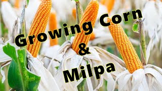 Growing Corn amp Milpa Planting [upl. by Peery]