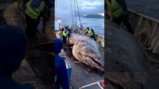 Giant Deep Sea Creature Caught by Fishermen🐙🦑🦀deepseafishing fishingexploration giantseacreature [upl. by Nikki]