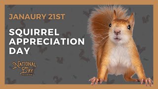 SQUIRREL APPRECIATION DAY  January 21st  National Day Calendar [upl. by Nehpets]