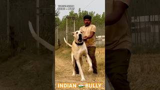 👺HAKAM👺SO👺KAINTHA X CANDY👹BEST QUALITY🇮🇳INDIAN🇮🇳BULLY DOG🙏OWNERHARPREET JI🙏9889090806🙏 [upl. by Irtimid]