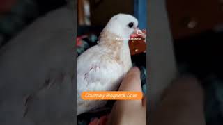 This is a Chinmoy Ringneck Dove We are Majestic Doves Aviary We have Doves for sale birds dove [upl. by Einneb]