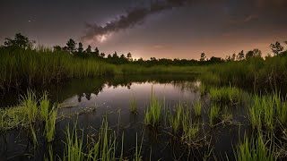 Relaxing Sleep Sounds Swamp Sounds At Night  Frogs Crickets Nature Sounds  Night Sounds [upl. by Joell]