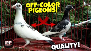 OFFCOLOR NA KALAPATI HINDI LANG PANG BIRDS SHOW PWEDE DIN PANGKARERA QUALITY PA [upl. by Hasseman]