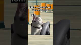 POV Erste Fahrstunde🤪 katzenvideos lustig katze fahrschule auto katzen autos [upl. by Aieken]