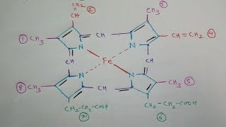 How to Draw Haemoglobin Molecule Structure  Heme Molecule  TCML [upl. by Camroc]