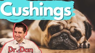 Dog Cushings Disease Dr Dan covers symptoms diagnosis and treatment of Cushings disease [upl. by Wickman]