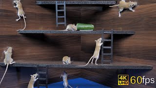 Cat Tv games for cats to watch cute mice hide amp seek and play on screen 4k UHD 8 hours [upl. by Nujra824]