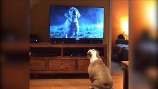 Bulldog Goes Crazy For Famous Super Bowl Ad [upl. by Erodavlas]