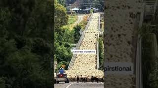 This is how thousands of sheep cross a bridge in New Zealand a surprising routine [upl. by Tnert938]