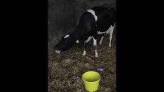 Grass tetany video [upl. by Uball]