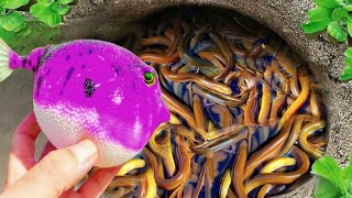 WowCatching Strange Fish In Giant Surprise Colorful koi Kim Kim Fish Three Tailed Fish Catfish604 [upl. by Clemmie264]