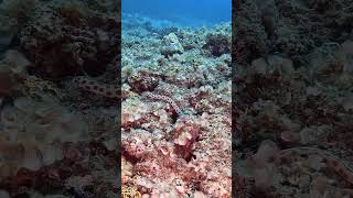 Stunning snake eel slides across the reef divingmauritius scubadivingeel tauchen plongée [upl. by Hands]