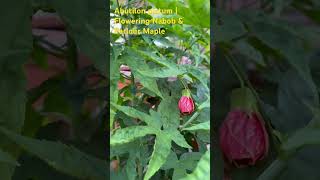 Abutilon pictum  Flowering Nabob amp Parlour Maple great for bees pollinators beeslife garden [upl. by Accebor]