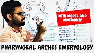 Pharyngeal Arches Embryology PHARYNGEAL APPARATUS [upl. by Aikehs]