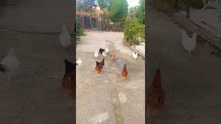 Pastoreando Mis Gallinas gallinas video campo shorts [upl. by Wickner]