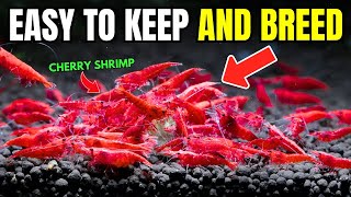 Cherry Shrimp Care Guide Everything You NEED To Know [upl. by Anahsohs]