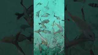 Lagoonarium at St Regis Bora Bora  see videos ocean [upl. by Sehguh]