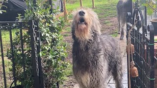 Irish Wolfhounds Howling [upl. by Yrian]