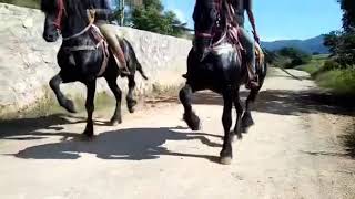 Frisones bailadores caballos de baile frisones importados NORBERT 444 JASPER 366 [upl. by Korten771]