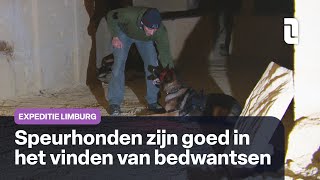 Wie zijn de mensen achter de speurhonden die levens redden  Expeditie Limburg [upl. by Cleres785]