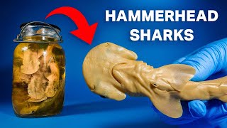 Opening a Jar of Hammerhead Sharks [upl. by Mathia]