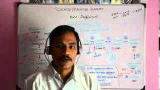 Biochemistrycarbohydratesmetabolism 5 Tamil [upl. by Eitteb]