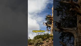 🌲🕰️ “Methuselah The 4800YearOld Bristlecone Pine  Earth’s Oldest Living Organism” 🌍🏆 facts [upl. by Akkire948]