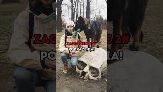 Patyk jako zabawka dla psa❓🐕 behawiorysta nauka poradnik szkolenie tatar tatardog [upl. by Ettevad]