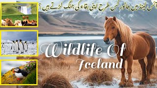 Flora And Fauna Of Iceland Wildlife Of Iceland How Animals Survive In Iceland [upl. by Ecnaiva]