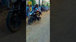 😱 Dog race Kolhapur  महाराष्ट्र राज्य श्वान शर्यत 77  shorts short dograce greyhound [upl. by Airasor]