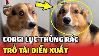 Thanh niên Corgi lục thùng rác bị mẹ mắng liền trổ tài DIỄN XUẤT 😂  Yêu Lu [upl. by Kuster]