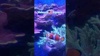 Malaysia🇲🇾 Aquaria bioluminescence aquatic life 🐠🐋🐟ytshorts malaysia malaysiantouristdestination [upl. by Ainafets]