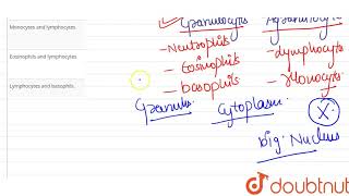 Agranulocytes are [upl. by Ahtebbat]