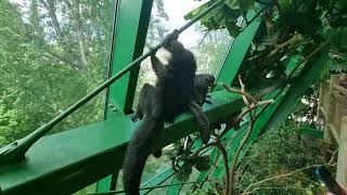 A family of Whitefaced saki [upl. by Ker]