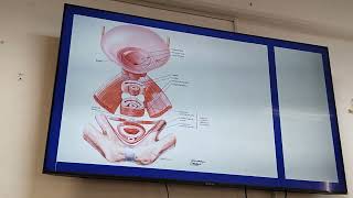 Sistema reproductor femenino anatomia de abdomen 26nov24 [upl. by Pegg982]