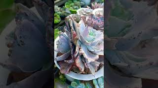 Echeveria Pink Chantilly lowlandsucculent succulentarrangement succulentlover garden [upl. by Dlared856]