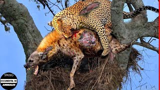 La Hiena Sube Al Árbol Para Robar La Presa Del Leopardo Y El Trágico Final Del Ladrón [upl. by Uriia575]