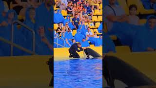 Dance with dolphin dolphins love dolphins animal dolphinlove dolphins funnyvideo [upl. by Meagher]