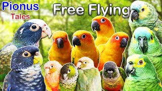 A day out with our Parrots Freeflight Trained ft fruityflock houseofzon9026 and House of Conures [upl. by Gipps]