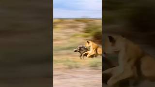 Angry Warthog Try To Escape From Lion very hard Warthog VS Lion [upl. by Garges548]