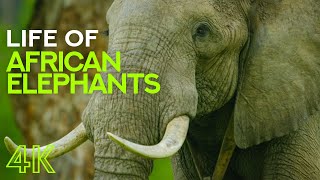 Life of African Elephants  Largest Terrestrial Mammals of the Earth  4K Nature Documentary Film [upl. by Bullock319]