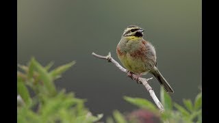 Saving UK Cirl Buntings from Extinction [upl. by Dorris]