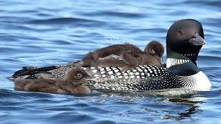 Common loons and their calls [upl. by Assyli]