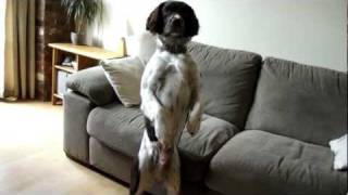 english springer spaniels tricks THE BEST  2 [upl. by Yelik892]