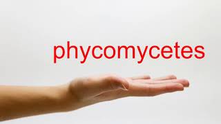 How to Pronounce phycomycetes  American English [upl. by Karlan13]