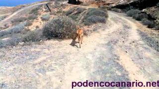 Podenco Canario Dog Recall Training [upl. by Tacye326]