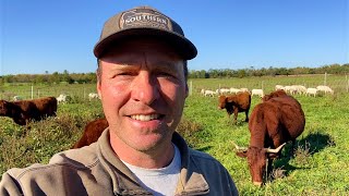 MultiSpecies Rotational Grazing  Hay vs Stockpiled Forage regenerativeagriculture [upl. by Sheelagh]