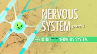 The Nervous System Part 1 Crash Course Anatomy amp Physiology 8 [upl. by Welker]