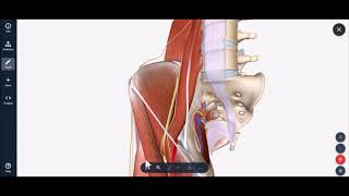 Lateral Femoral Cutaneous Nerve Block [upl. by Yentnuoc]