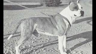 American Staffordshire terrier quotThe legendary amstaffquot [upl. by Dedrick]